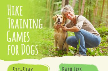 importance of dog training and exercise in