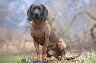 is a bavarian mountain hound the dog for