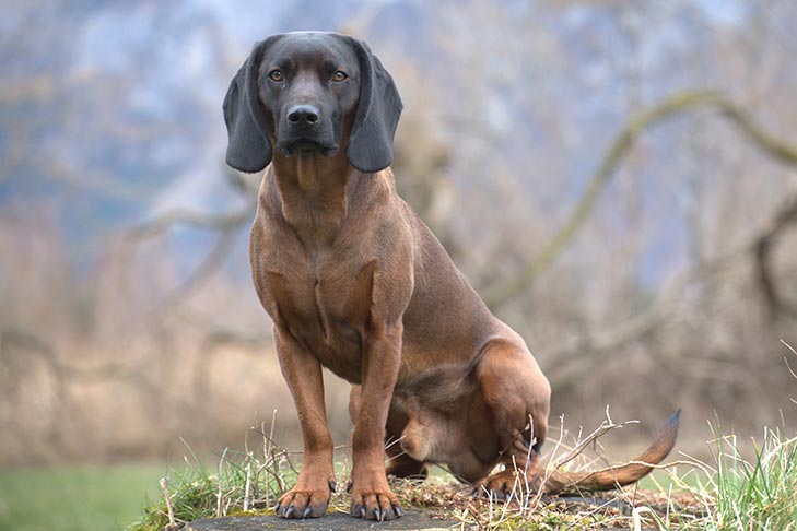 is a bavarian mountain hound the dog for