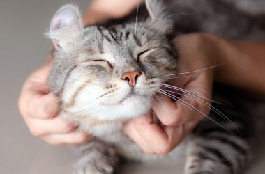 maintaining your cats health