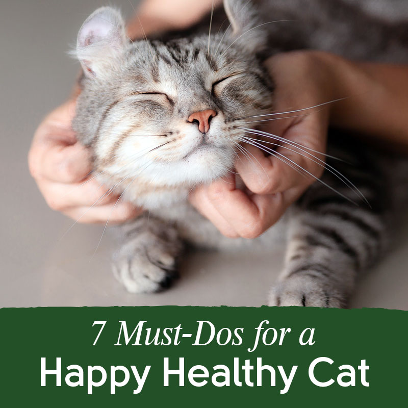 maintaining your cats health
