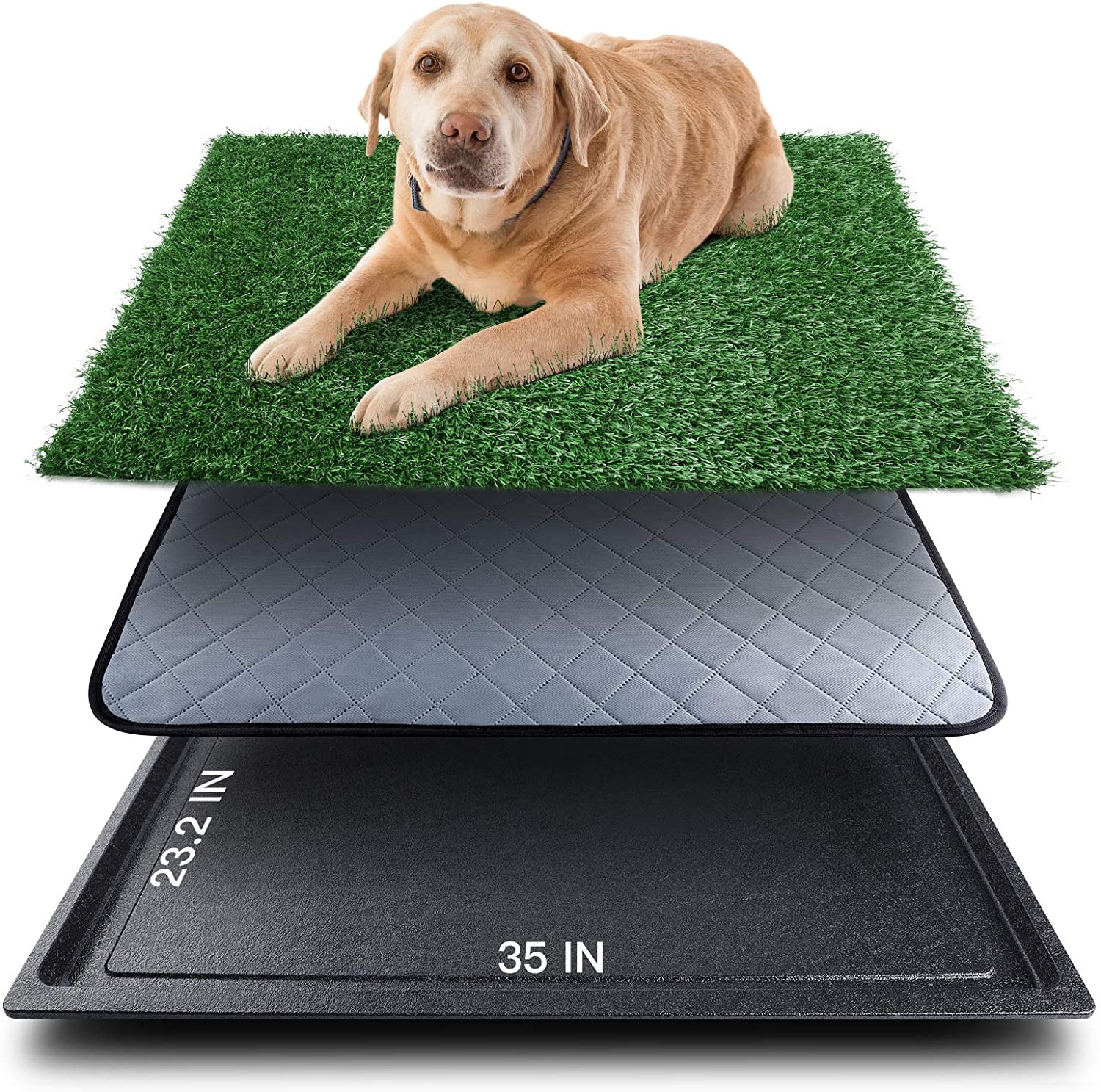pets pee predicaments and perfect